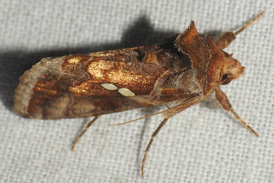 Chrysodeixis chalcites - déli aranybagoly