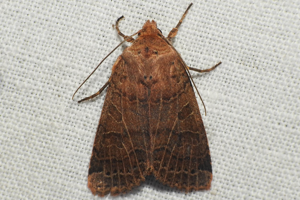 Anchoscelis nitida - rozsdabarna őszibagoly