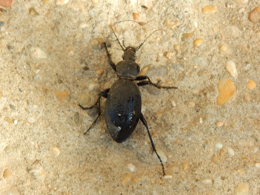 Carabus coriaceus - bőrfutrinka