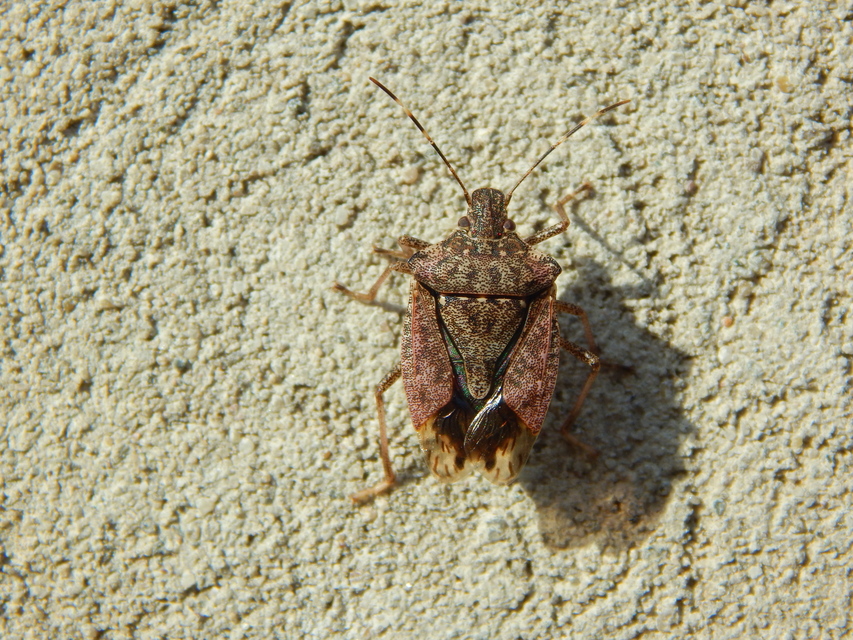 Halyomorpha halys - ázsiai márványospoloska