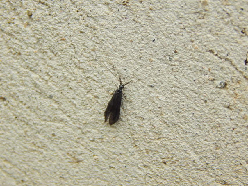 Trichoptera - Tegzesek