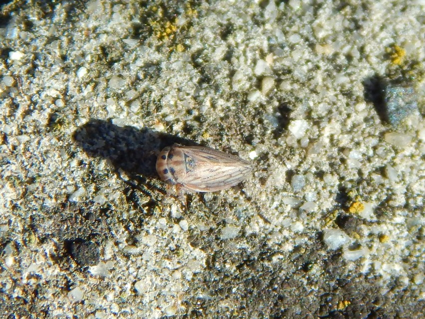 Cicadellidae - mezeikabócák