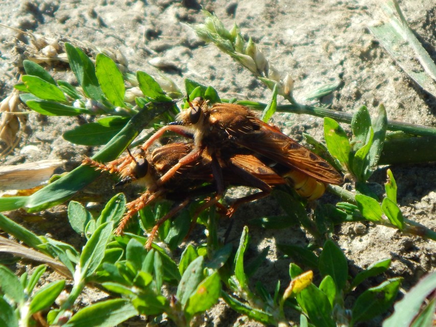 Asilus crabroniformis