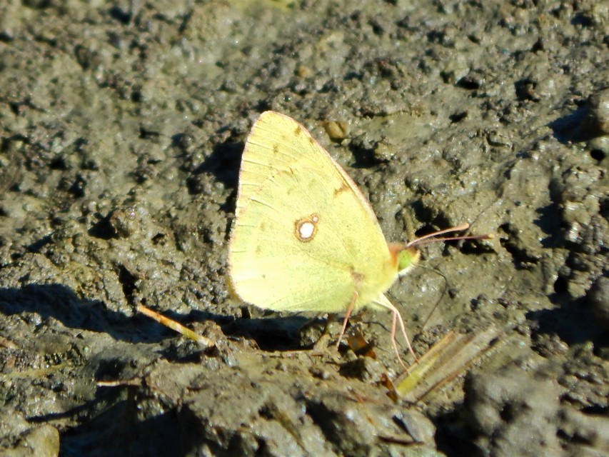 Colias erate - csángó-kéneslepke