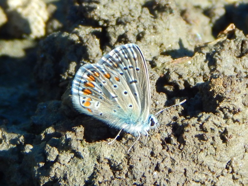 Polyommatus icarus - közönséges boglárka