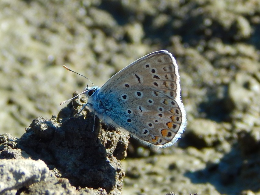 Polyommatus icarus - közönséges boglárka