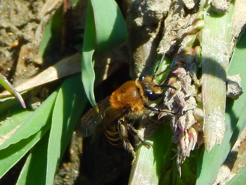 Hymenoptera - Hártyásszárnyúak