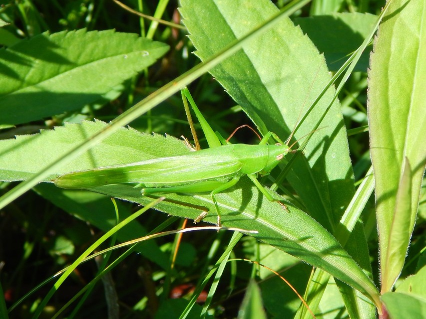 Ruspolia nitidula - nagy kúpfejűszöcske