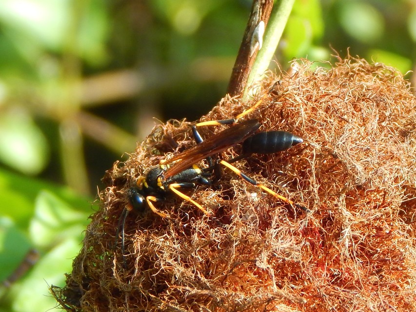Sceliphron caementarium - feketenyelű lopódarázs