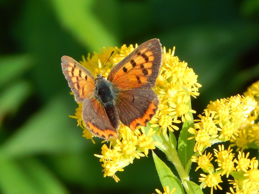 Lycaena phlaeas - közönséges tűzlepke
