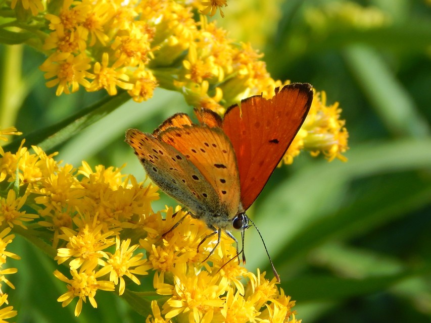 Lycaena dispar rutilus - nagy tűzlepke