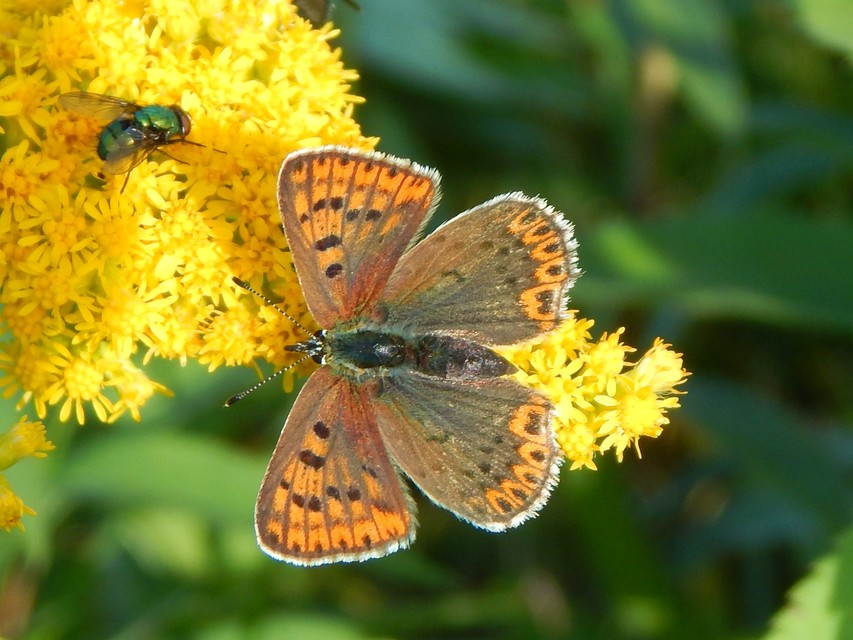 Lycaena tityrus - barna tűzlepke