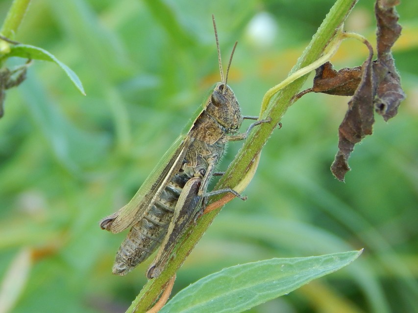 Chorthippus dorsatus - hátas rétisáska
