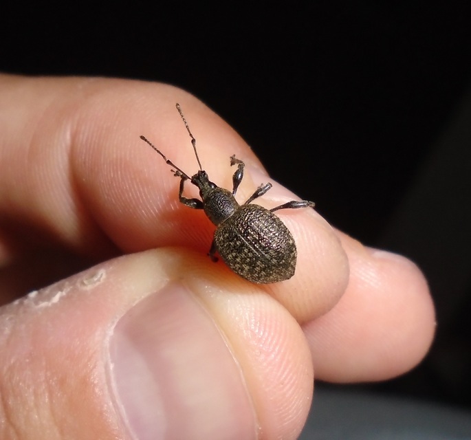 Otiorhynchus armadillo - katonás gyalogormányos