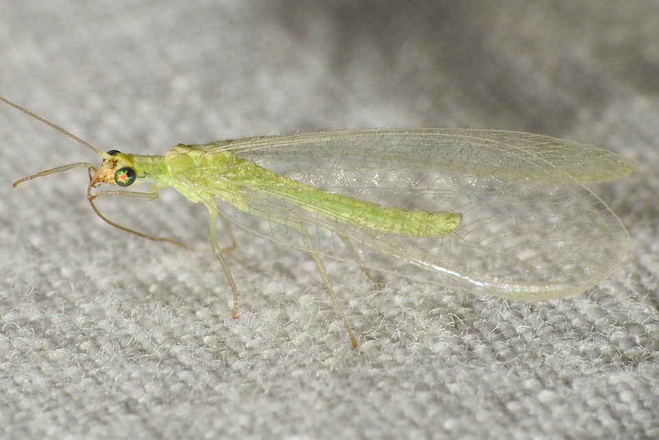 Chrysopidae - zöldfátyolkák