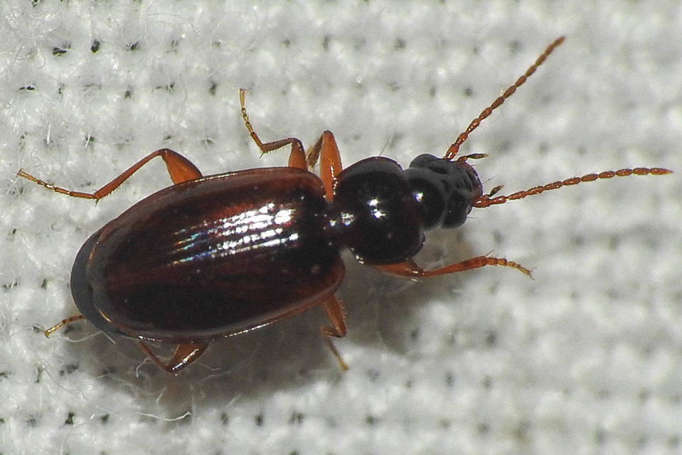 Trechus quadristriatus - közönséges fürgefutonc
