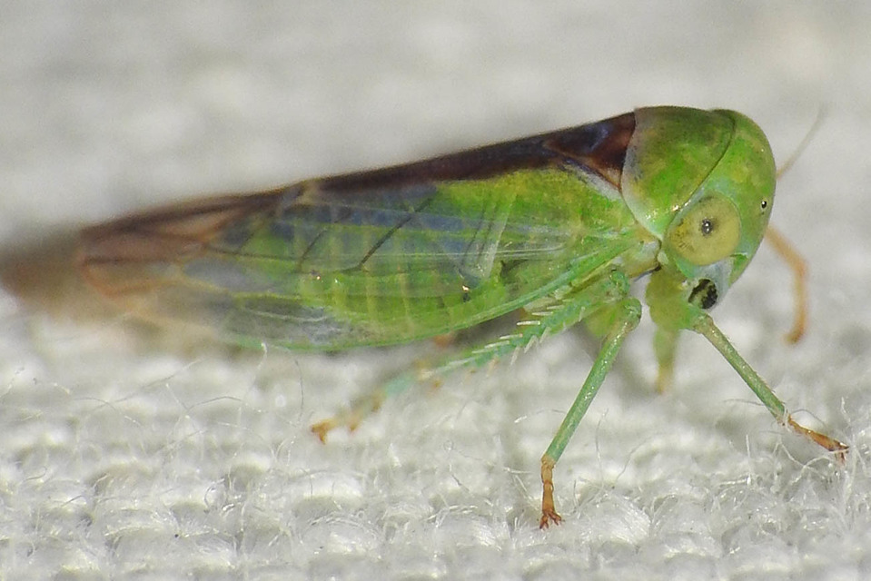 Viridicerus ustulatus