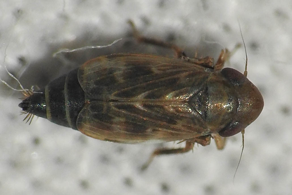 Deltocephalus pulicaris