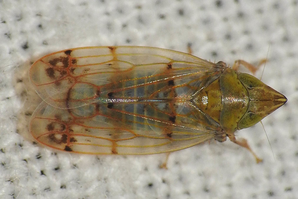 Japananus hyalinus