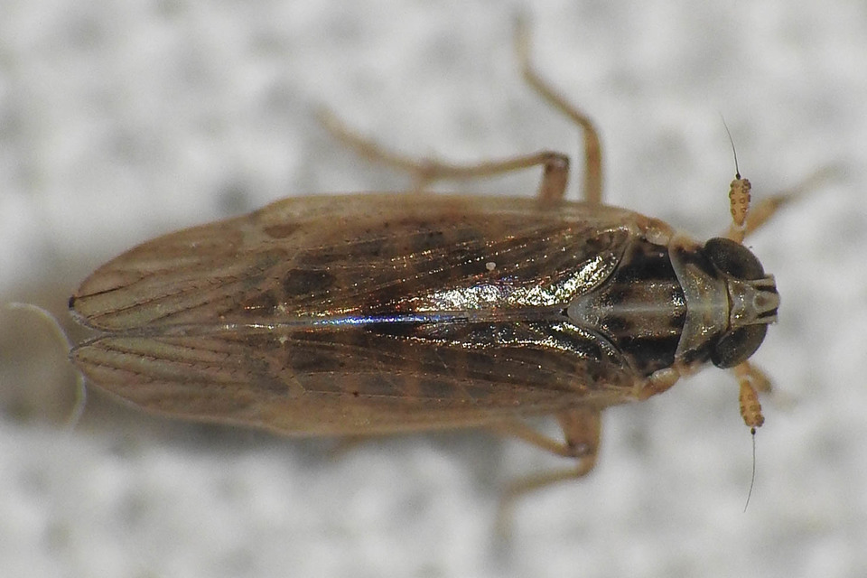 Delphacidae - sarkantyús kabócák