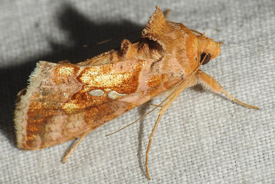 Chrysodeixis chalcites - déli aranybagoly