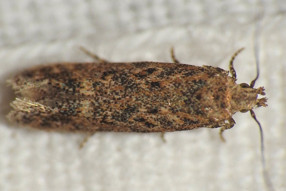 Scrobipalpa ocellatella - répaaknázó sarlósmoly
