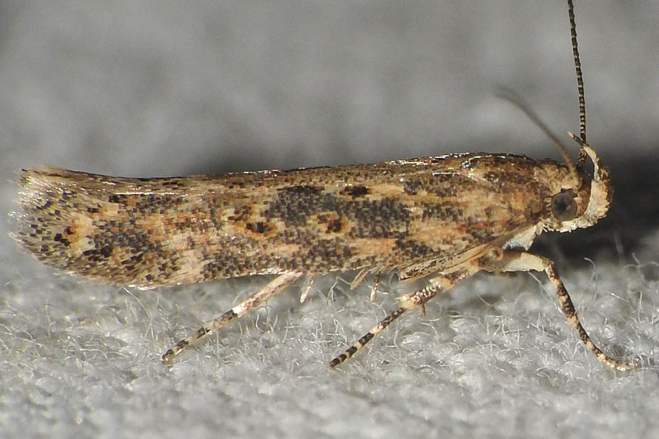 Scrobipalpa ocellatella - répaaknázó sarlósmoly