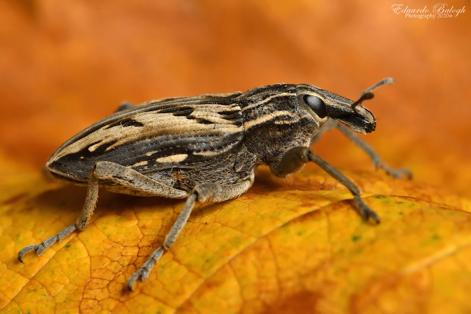 Coniocleonus nigrosuturatus - nyíljegyes barkó