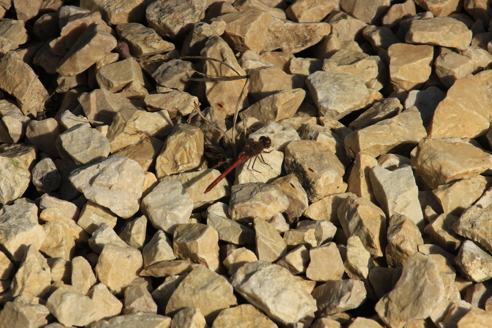 Sympetrum striolatum - harántsávos katona-szitakötő