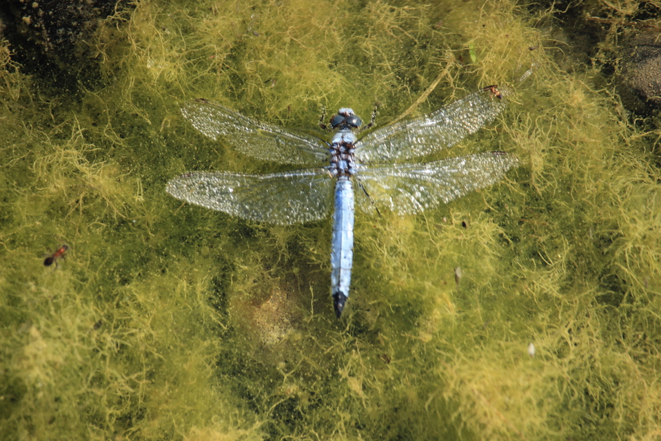 Orthetrum brunneum - pataki pásztorszitakötő
