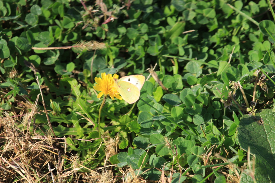 Colias alfacariensis - déli kéneslepke