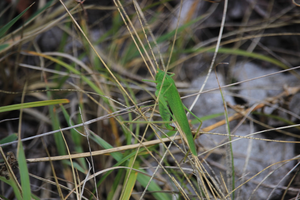 Phaneroptera nana - pontozott repülőszöcske