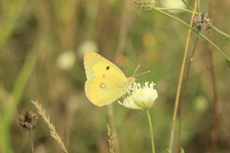 Colias erate - csángó-kéneslepke