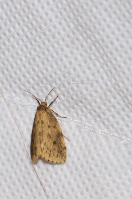 Thumata senex - mocsári medvelepke