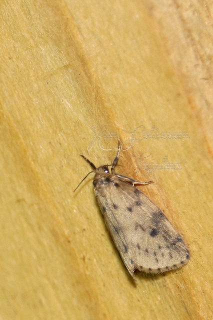 Thumata senex - mocsári medvelepke