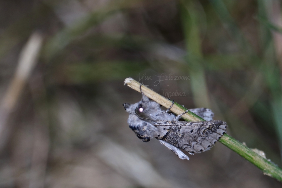Furcula furcula - szürke púposszövő