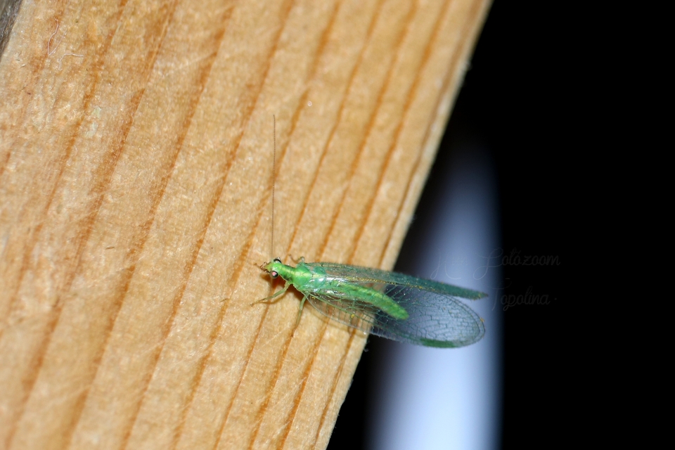 Chrysopidae - zöldfátyolkák