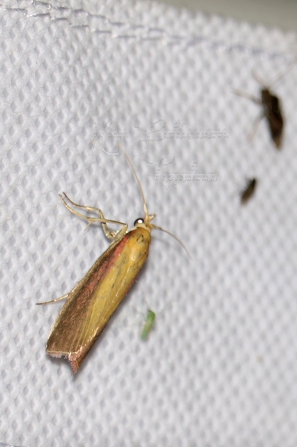 Oncocera semirubella - lucernamoly