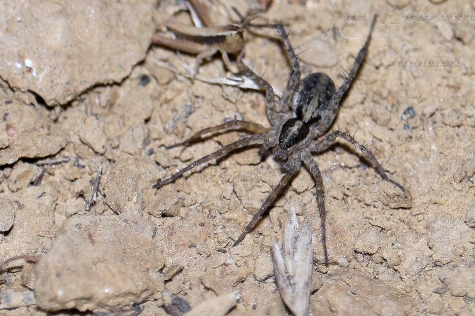 Pardosa agrestis - pusztai farkaspók