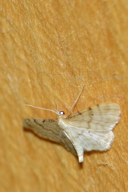 Idaea fuscovenosa - szürkeszélű apróaraszoló