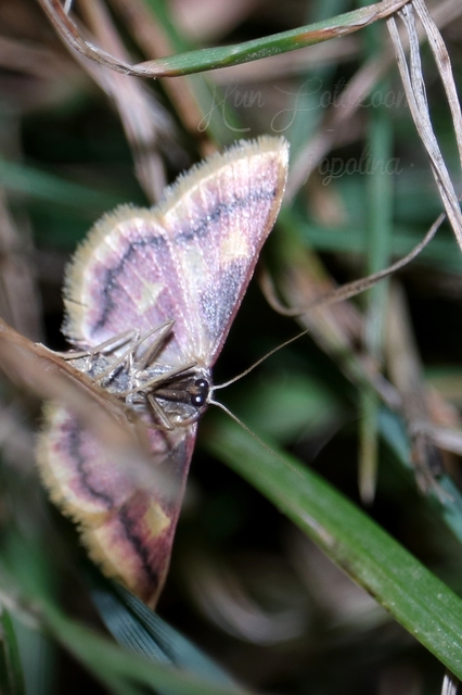 Idaea muricata - mocsári pirosaraszoló