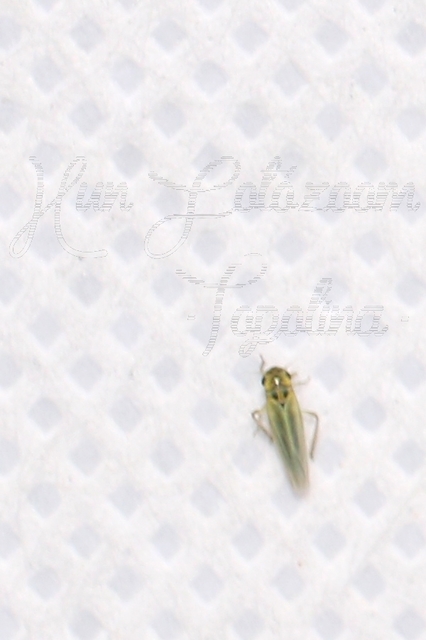 Cicadula
