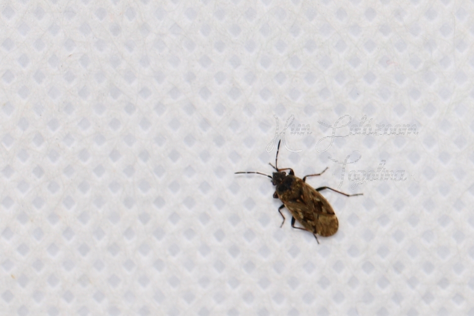 Sphragisticus nebulosus - foltos bodobács