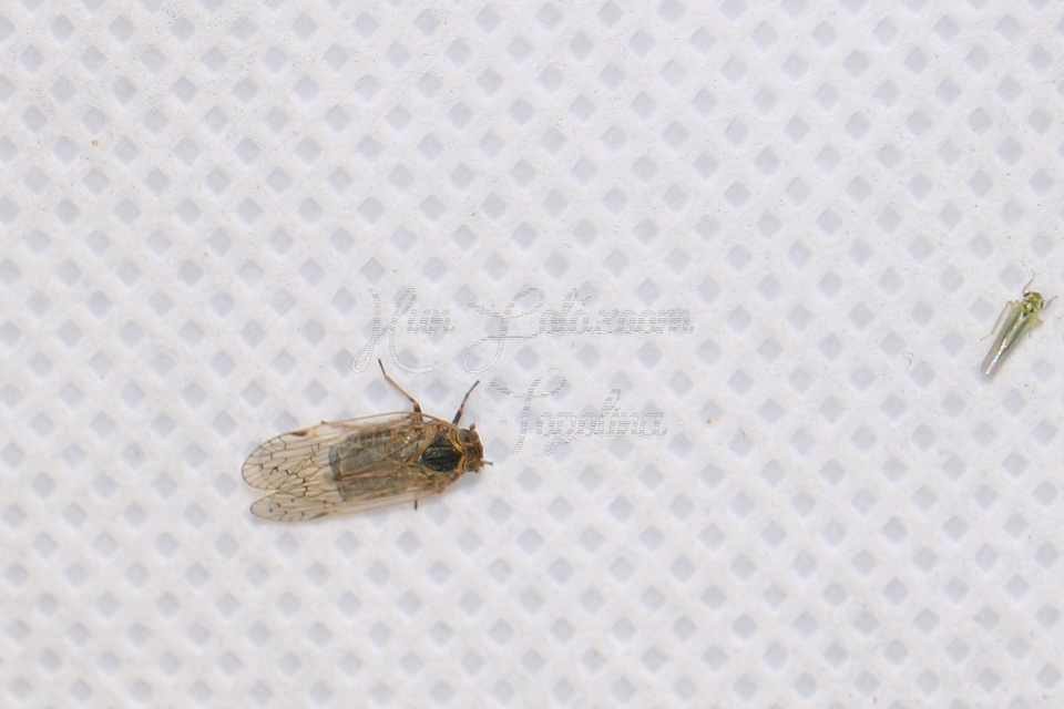 Cixiidae - recéskabócák