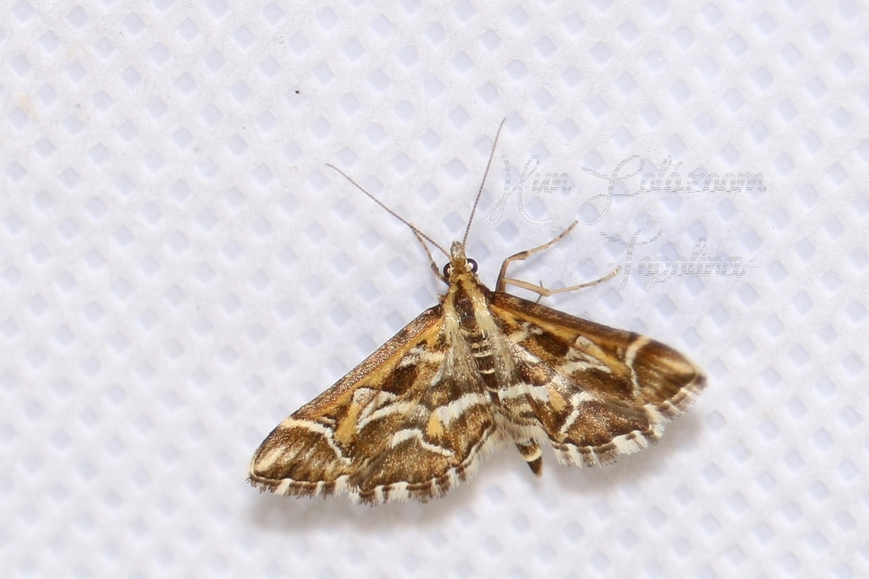 Diasemia reticularis - betűmintás tűzmoly