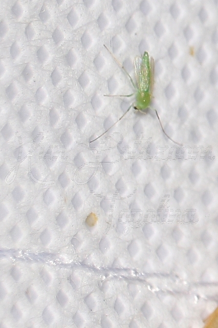 Chironomidae - árvaszúnyogok