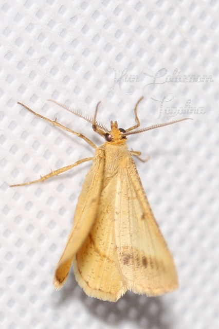 Tephrina arenacearia - lucerna-araszoló