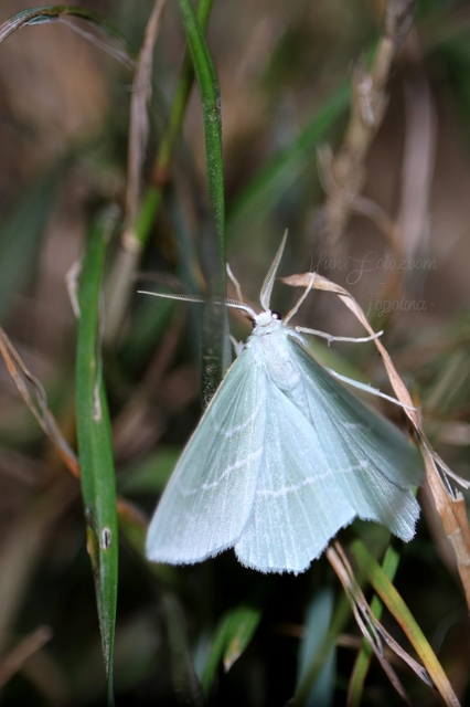 Hemistola chrysoprasaria - kékes zöldaraszoló