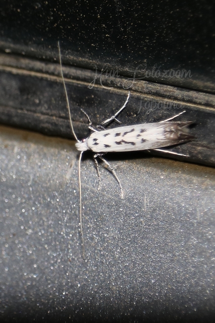 Ornixola caudulatella - farkos keskenymoly