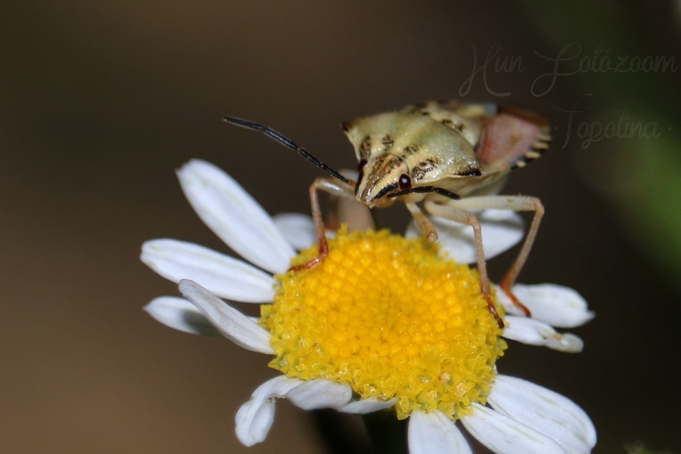 Carpocoris